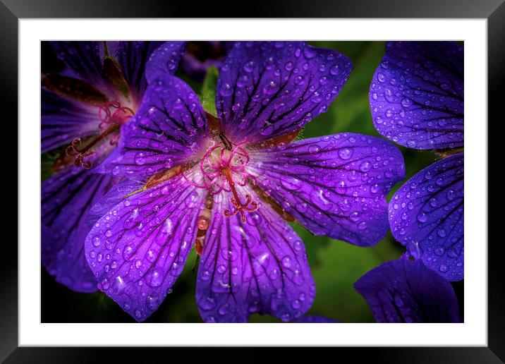 Majestic Purple Geranium Framed Mounted Print by Don Nealon