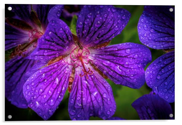 Majestic Purple Geranium Acrylic by Don Nealon