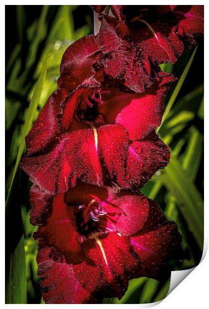Majestic Sword Lilies Print by Don Nealon