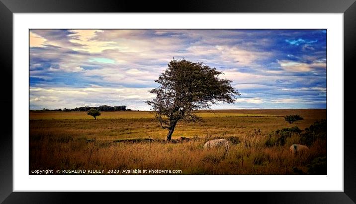 "Tree on the moors" Framed Mounted Print by ROS RIDLEY