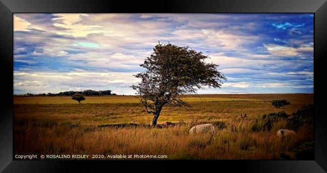 "Tree on the moors" Framed Print by ROS RIDLEY