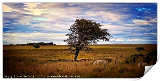 "Tree on the moors" Print by ROS RIDLEY