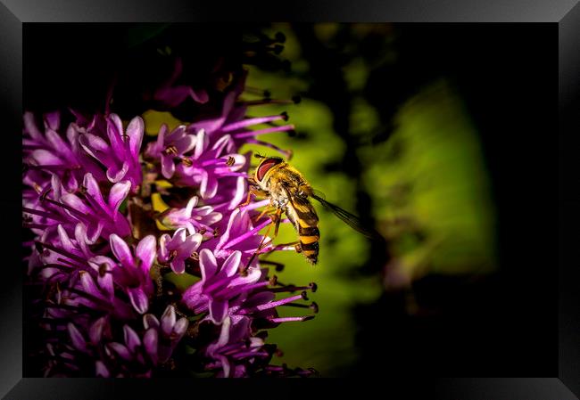 Hoverfly Framed Print by Don Nealon