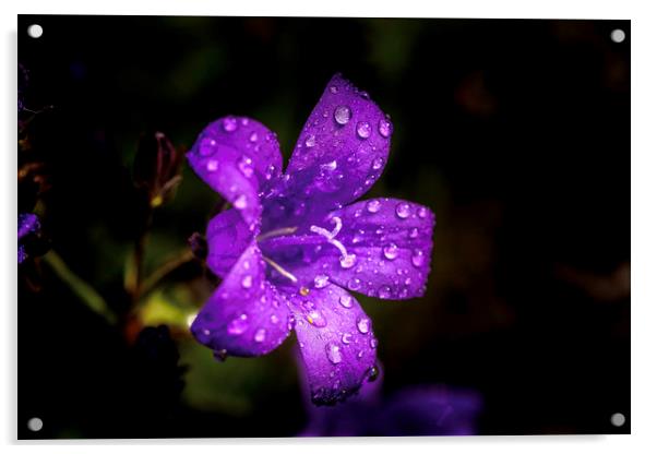 Purple Majesty Bellflower Acrylic by Don Nealon