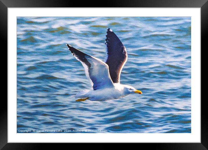 Seagull Flying Over River, Montevideo, Uruguay Framed Mounted Print by Daniel Ferreira-Leite