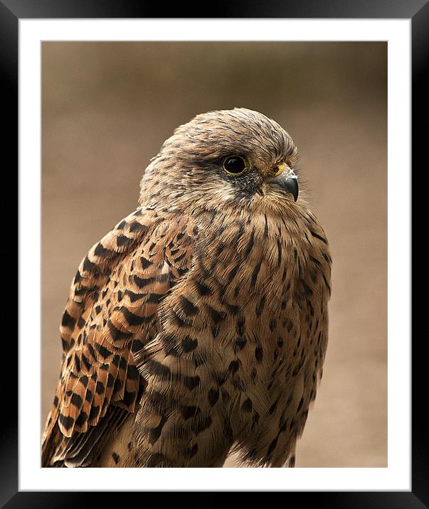 Kestrel Framed Mounted Print by Keith Thorburn EFIAP/b