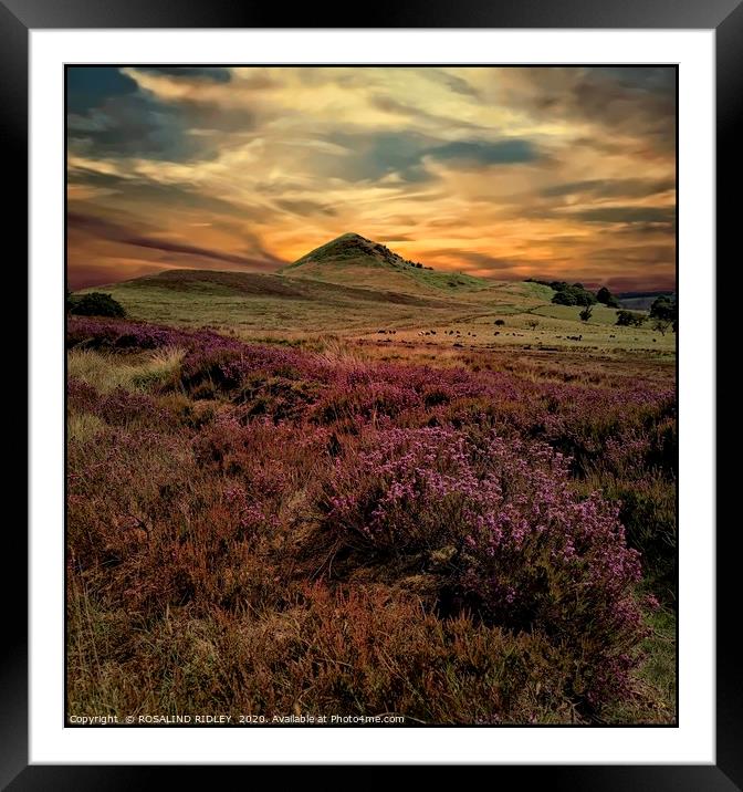 "The heather at Hawnby Hill" Framed Mounted Print by ROS RIDLEY