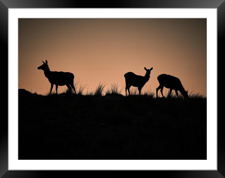 Stags on the Horizon at sunset Framed Mounted Print by mary spiteri