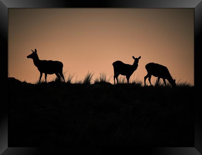 Stags on the Horizon at sunset Framed Print by mary spiteri