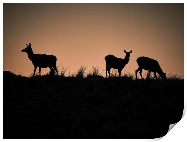 Stags on the Horizon at sunset Print by mary spiteri