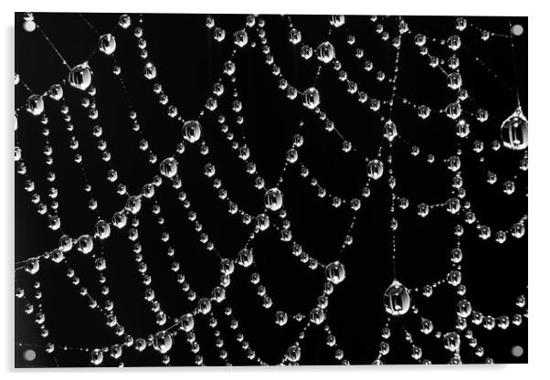 Jewells on the web Acrylic by Beata Aldridge