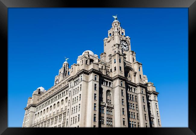 Royal Liver Building under a blue sky Framed Print by Jason Wells