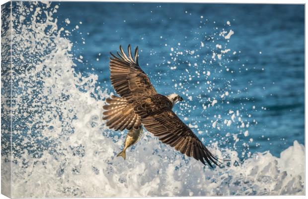 The Osprey's Catch Canvas Print by Pete Evans