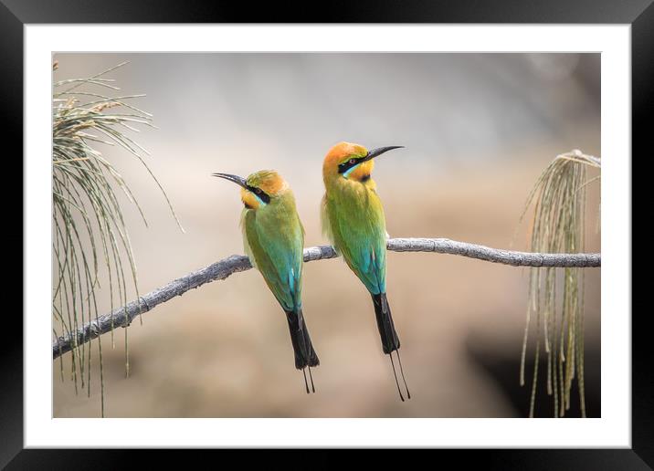 Rainbow Bee-eaters Resting Framed Mounted Print by Pete Evans