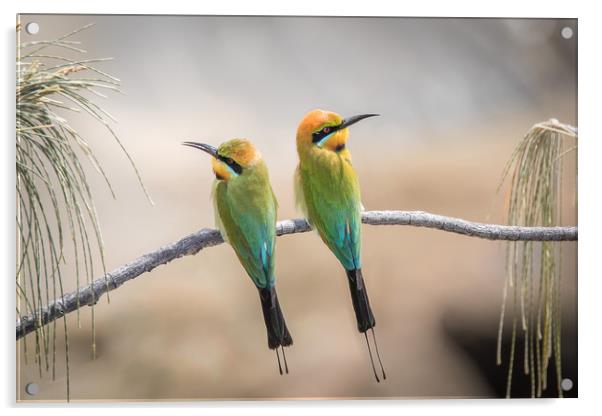Rainbow Bee-eaters Resting Acrylic by Pete Evans