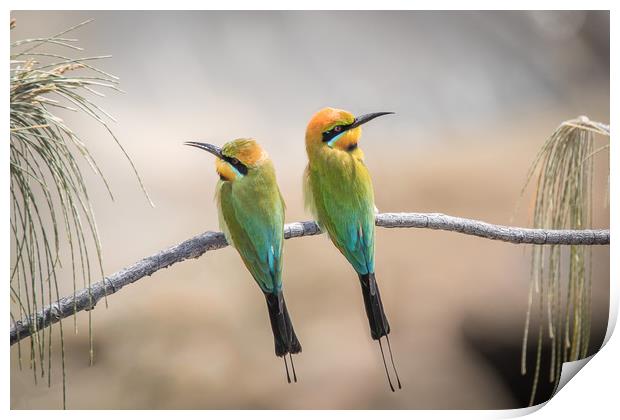 Rainbow Bee-eaters Resting Print by Pete Evans