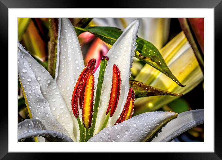 White Lily Framed Mounted Print by Don Nealon