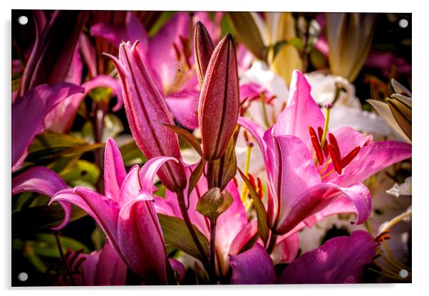 Enchanting Pink Lily Acrylic by Don Nealon