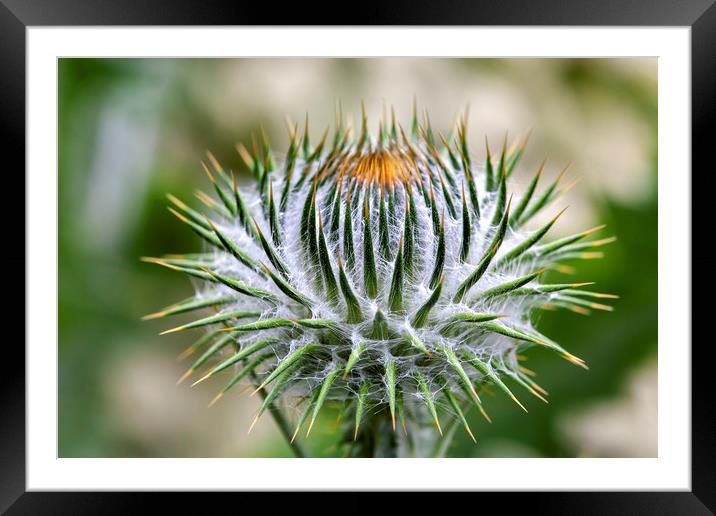 Majestic Cotton Thistle Framed Mounted Print by Don Nealon