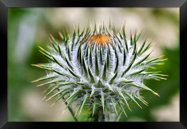 Majestic Cotton Thistle Framed Print by Don Nealon