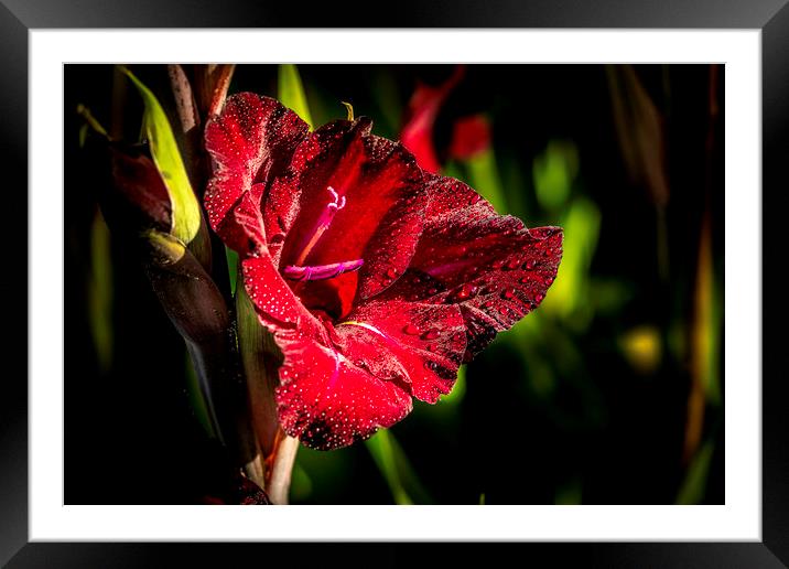 Majestic Red Gladioli Framed Mounted Print by Don Nealon