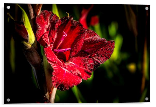 Majestic Red Gladioli Acrylic by Don Nealon