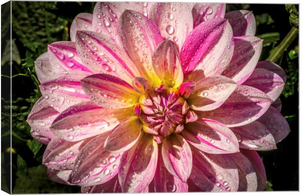Pink and white Dahlia Canvas Print by Don Nealon