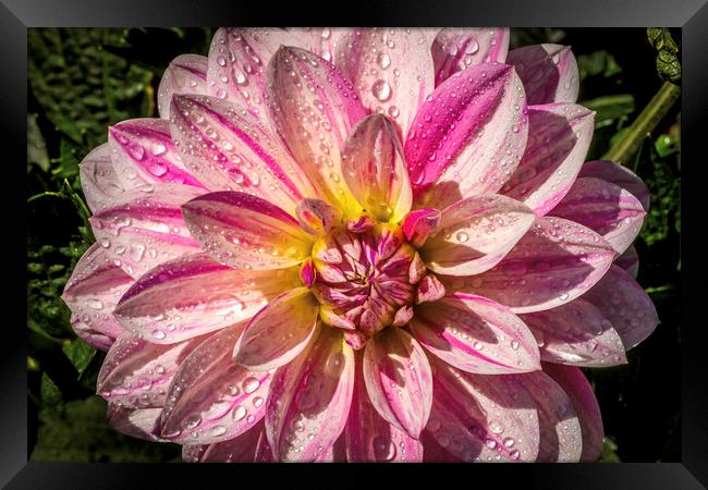Pink and white Dahlia Framed Print by Don Nealon