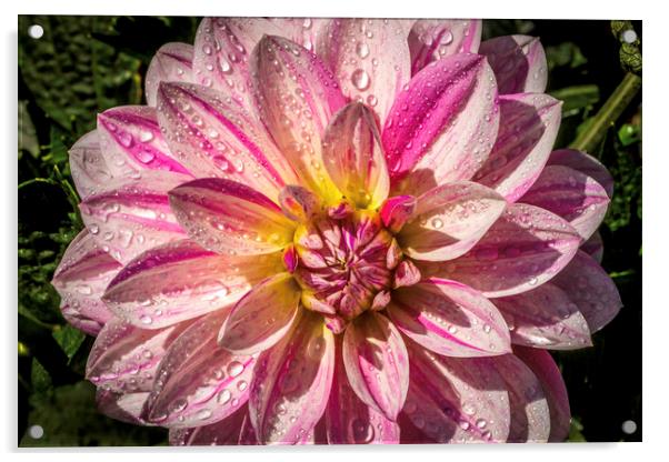Pink and white Dahlia Acrylic by Don Nealon