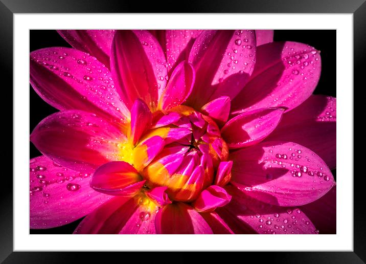 Radiant Pink Dahlia Framed Mounted Print by Don Nealon