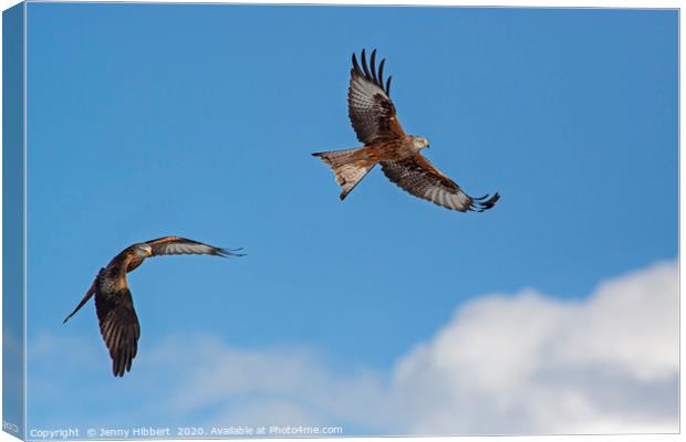 Two Red Kites in flight Canvas Print by Jenny Hibbert