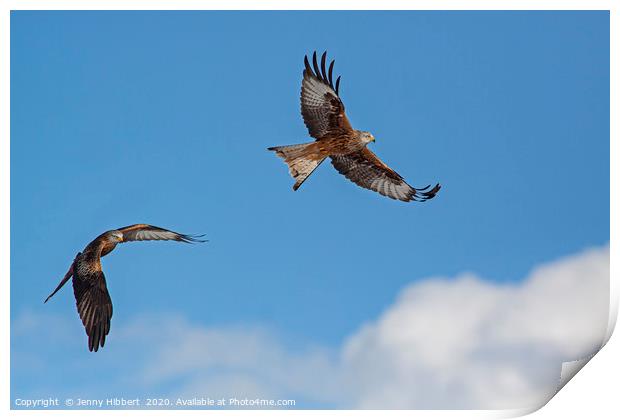Two Red Kites in flight Print by Jenny Hibbert