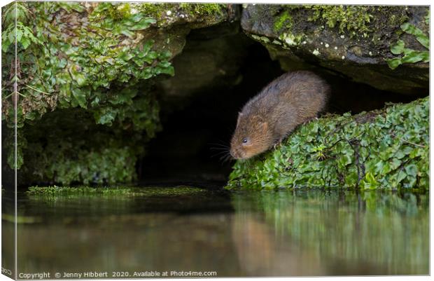 Water Vole about to enter water Canvas Print by Jenny Hibbert
