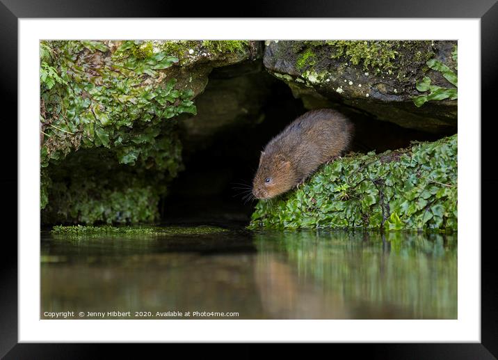 Water Vole about to enter water Framed Mounted Print by Jenny Hibbert