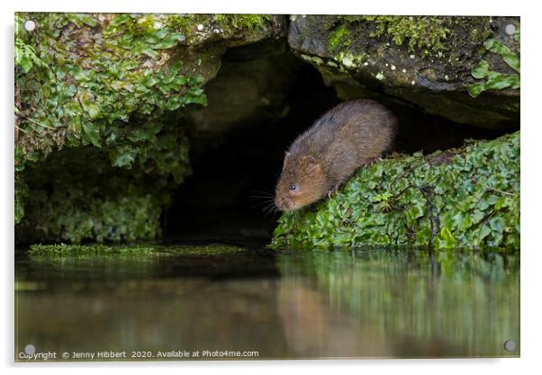 Water Vole about to enter water Acrylic by Jenny Hibbert