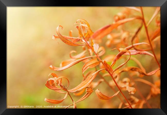 Colour curves Framed Print by Maria Galushkina