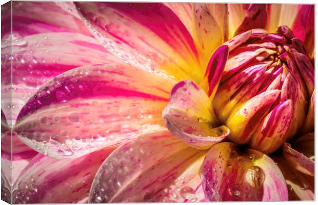 Pink and white Dahlia Canvas Print by Don Nealon