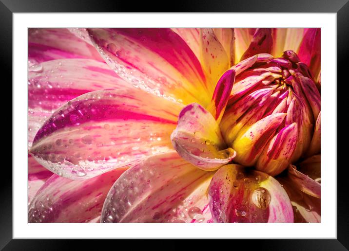 Pink and white Dahlia Framed Mounted Print by Don Nealon