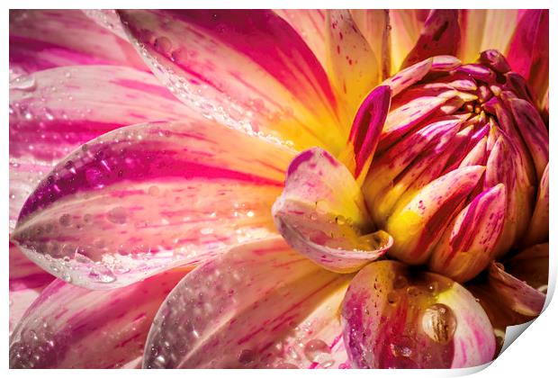 Pink and white Dahlia Print by Don Nealon