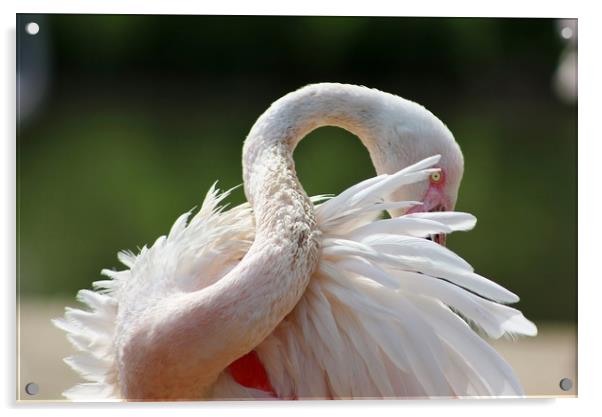 A resting Greater Flamingo Acrylic by Susan Snow