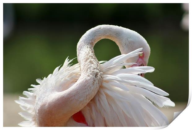 A resting Greater Flamingo Print by Susan Snow
