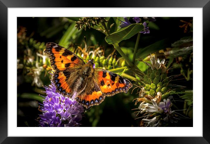 The Majestic Small Tortoiseshell Framed Mounted Print by Don Nealon