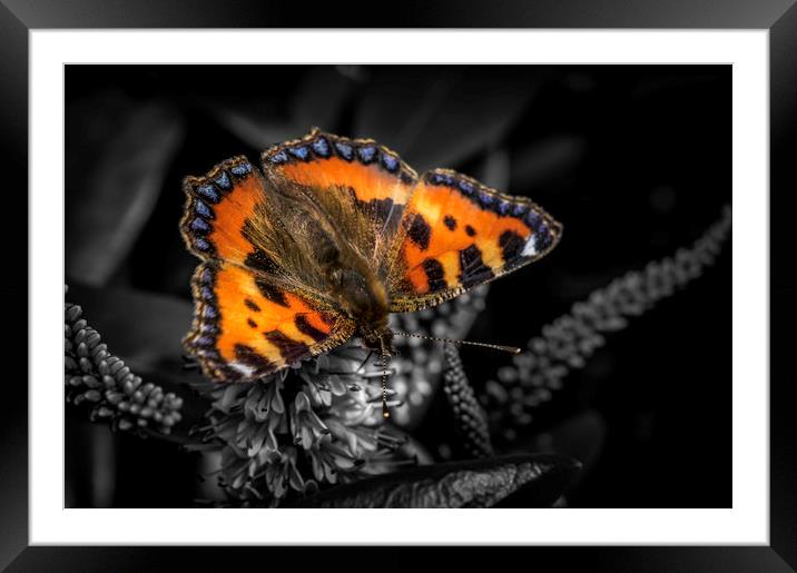 Majestic Small Tortoiseshell Butterfly Framed Mounted Print by Don Nealon