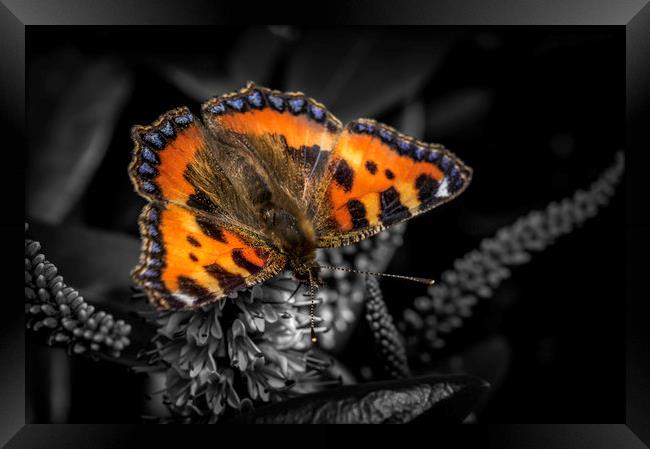 Majestic Small Tortoiseshell Butterfly Framed Print by Don Nealon
