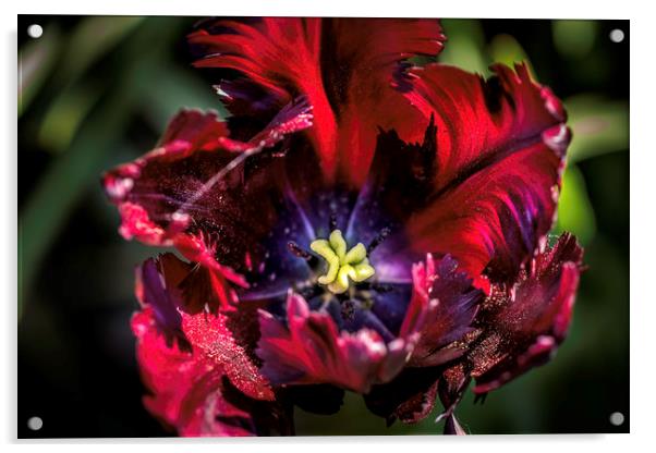 Exquisite Velvet Blossom Acrylic by Don Nealon