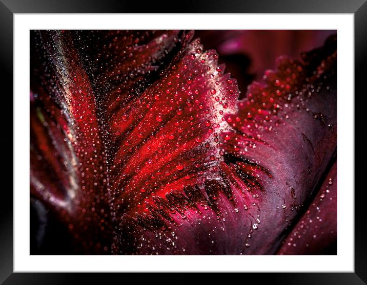 Majestic Black Parrot Tulip Framed Mounted Print by Don Nealon