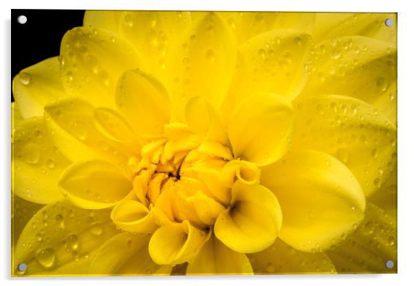 Yellow Dahlia Acrylic by Don Nealon