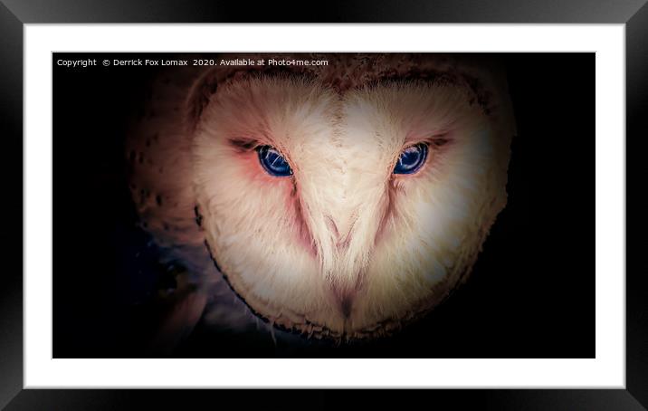 Barn Owl Framed Mounted Print by Derrick Fox Lomax