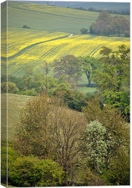 Spring in the Chilterns Canvas Print by graham young