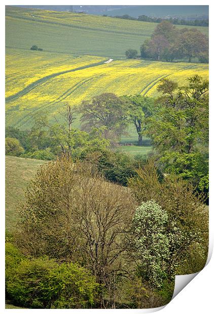 Spring in the Chilterns Print by graham young